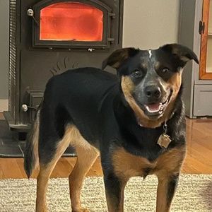 Meet your Posher, Shelley